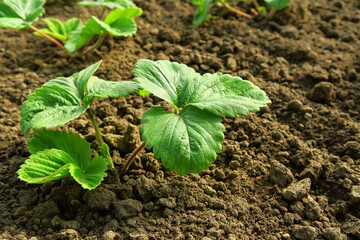 young strawberry seedlings grow on a strawberry patch. gardening and strawberry cultivation concept