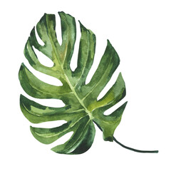 Watercolor illustration of monstera leaf isolated on white background. Drawing for the design of souvenirs, postcards, posters and invitations. © Tatyana
