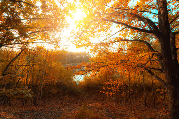 Fototapeta na wymiar Autumn forest nature. Vivid morning in colorful forest with sun rays through branches of trees. Scenery of nature with sunlight