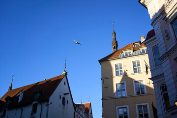 A bird in flight, Tallinn, Estonia