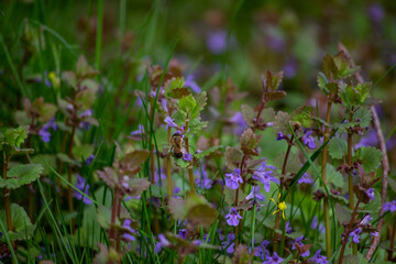 flowers in the garden