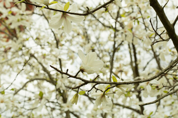 Beautiful blooming magnolia tree in park