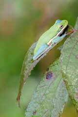 Tiny green blue frog on leaf