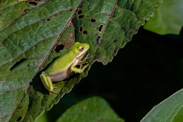 Green frog sitting sitting on a leaf