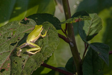 Green frog stretch out with legs on leaf