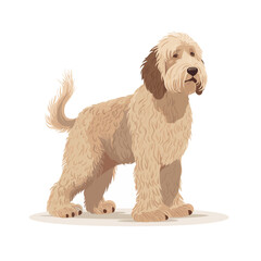 Labrador- Poodle - Labradoodle Dog