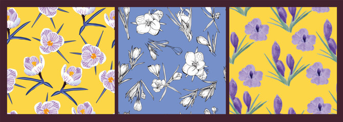 Collection of Crocus saffron illustration - 596430819
