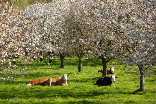 cows in green grass between blossoming fruit trees in spring near tiel in the netherlands