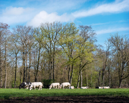 beef cows in forest meadow near baarn in the netherlands early spring