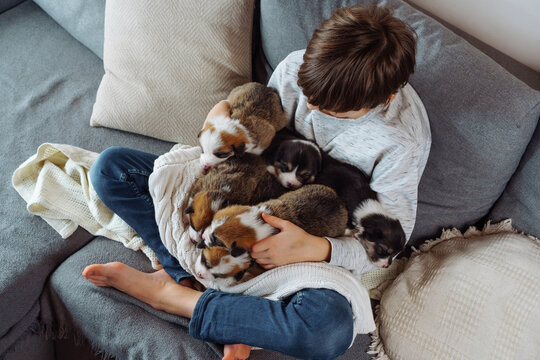 Boy in white T-shirt with long sleeves and jeans sits cross-legged on sofa and holds lot of Welsh corgi puppies on his lap in an armful. Happy childhood. Caring for and caring for pets. Top view.