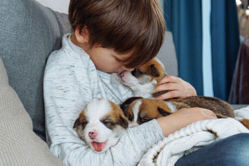 Sad teenage boy sits with his head down on couch at home and seeks comfort from small puppies, hugs them. Children and dogs. Psychological help. Problems of teenagers, loneliness, misunderstanding.