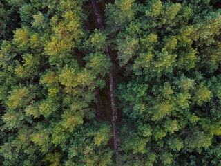 Aerial top view of mixed forest trees, ecosystem and healthy environment concept and background with side lighting. Texture of dense green deciduous and evergreen trees forest view from above.