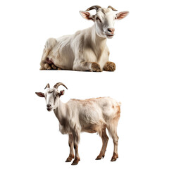 Fototapeta premium goat on white, pair of goats, 