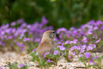 Round-tailed ground squirrel, Xerospermophilus tereticaudus, in a field of purple wildflowers, bristly nama, Nama hispidum, AKA sand bells. Sonoran Desert wildlife, Pima County, Tucson, Arizona, USA.