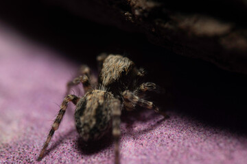 Artistic close ups of a jumping spider or Salticidae, a common spider species all over the world. Very cute spider, a bit mysterious and very very fast.
