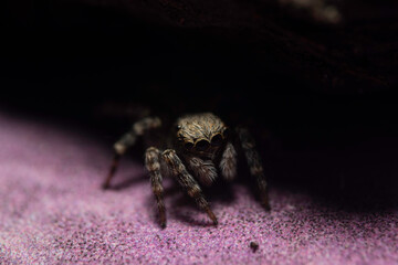 Artistic close ups of a jumping spider or Salticidae, a common spider species all over the world. Very cute spider, a bit mysterious and very very fast.
