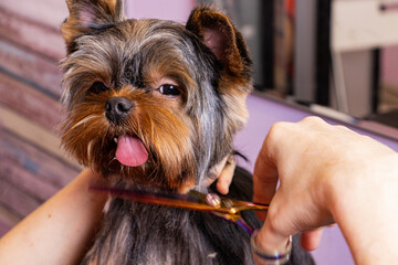 A groomer cuts a Yorkshire terrier and looks in the mirror in the grooming salon