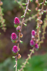 Kwitnący Modrzew | Blooming Larch