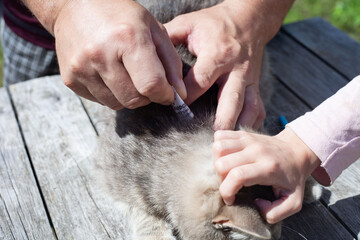 Men's hands holding a gray cat. He needs to get an injection