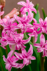 Bright pink hyacinth flowers grow on vegetable garden Spring  Close-up.