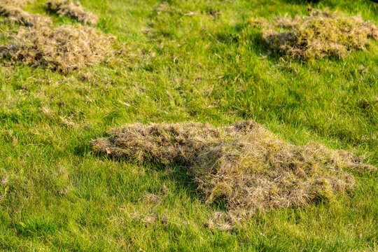 Removing dead grass after winter, spring care of grass, rural garden concept, Debris Left Over by an mechanical Lawn dethatcher, dry grass maintenance. Nature background, climate change