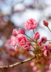 Rosa Kirschblüten