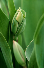 Closed and unbloomed buds of red tulips banner  floristry shop unflowered macro garden green leaves.