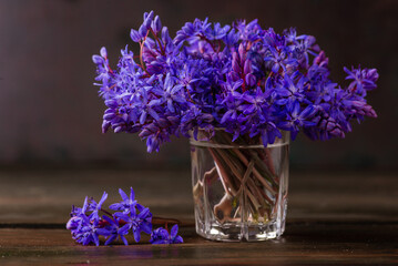 Beautiful blue flowers snowdrops Scilla bifolia alpine squill, two-leaf squill on a white background with space for text. Spring decoration black background wooden table glass vase