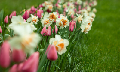 kompozycja kwiatowa, narcyz i tulipany, wiosenny kwietnik