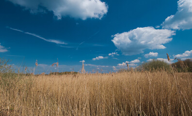 Fototapeta premium Belgium, Harchies - April 15, 2023 : beautiful view of the Harchies marshes