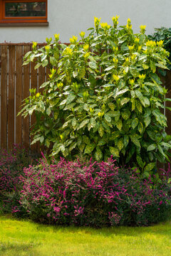 Gold Dust Aucuba Plant, Aucuba japonica 'Variegata',Foliage of spotted laurel, Native to China, Korea, and Japan, Variegated Japanese laurel leaves, green nature background