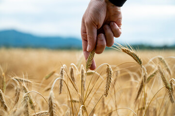 Hand of a farmer gently touch a ripening golden ear of wheat