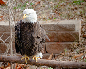 Bald Eagle Perched on a Tree Branch
