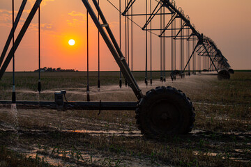 Irrigation Pivot Watering Planted Field with Sun on Horizon