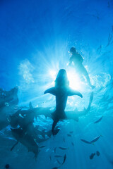 Woman snorkeling with nurse sharks