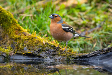 Bird Common chaffinch close-up in front of a pond