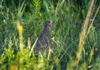 Wild Grey partridge hides among the thickets of grass