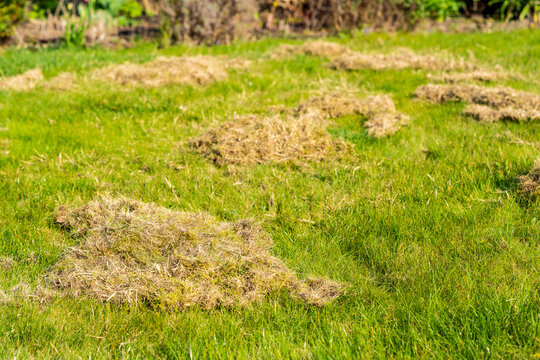 Removing dead grass after winter, spring care of grass, rural garden concept, Debris Left Over by an mechanical Lawn dethatcher, dry grass maintenance. Nature background, climate change