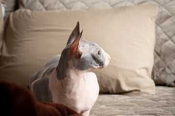Cute and cuddly sphinx cat looking at the camera lying down on a bed