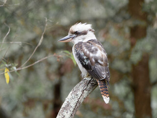 Laughing Kookaburra (Dacelo novaeguineae) perched on a broken branch in an Australian bush setting at Port Stephens New South Wales Australia