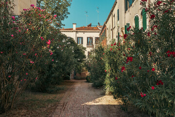 Fototapeta na wymiar Flowers of Venice, Italy.