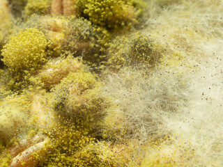 Molds extreeme closeup