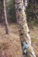 Trees of all types and seasons. A beautiful world of differences. Trees and forests of all types and seasons.