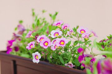 Pink petunia flowers in garden. Blooming petunia in pot. Close-up. Floral background.
