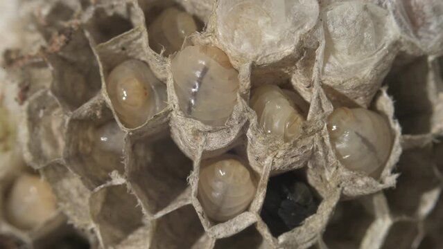 Closeup of larvaes of European hornet Vespa crabro in a nest