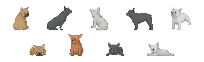 French Bulldog as Domestic Breed Lying and Standing Vector Set