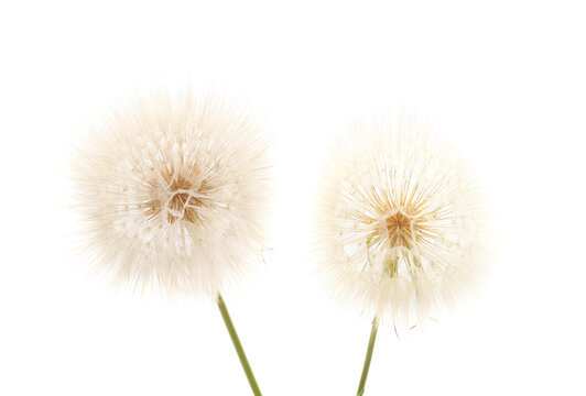 Two air dandelions.