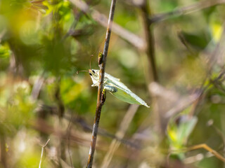 Female Brimstone Butterfly Egg Laying