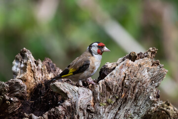 Male European Goldfinch on a fallen tree trunk
