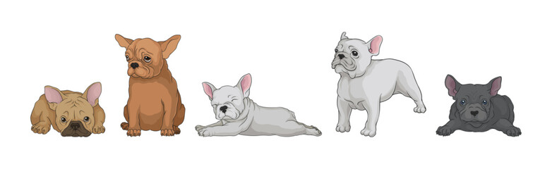 French Bulldog as Domestic Breed Lying and Standing Vector Set